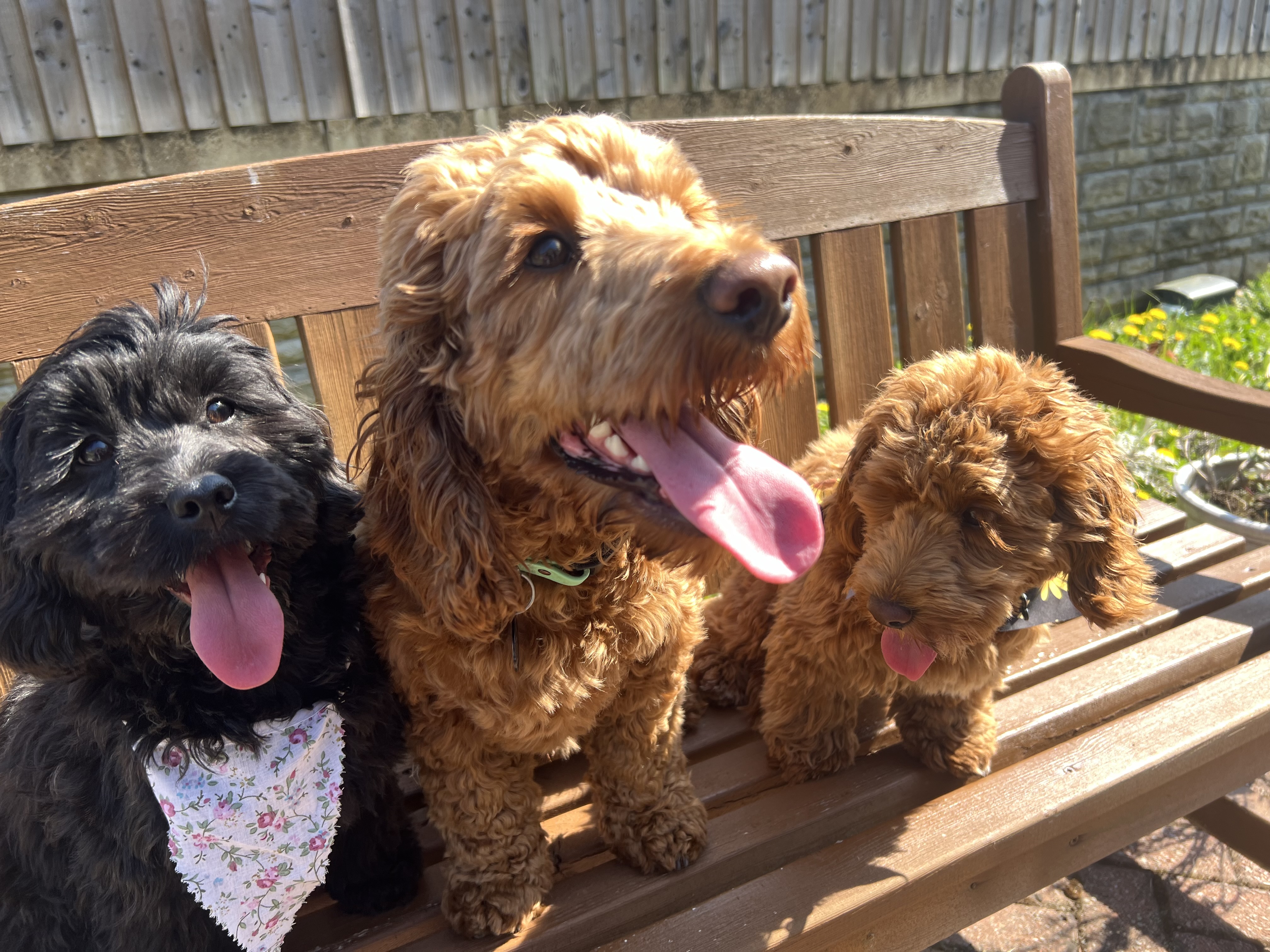 Three cockapoo puppies sat on a bench in the sun