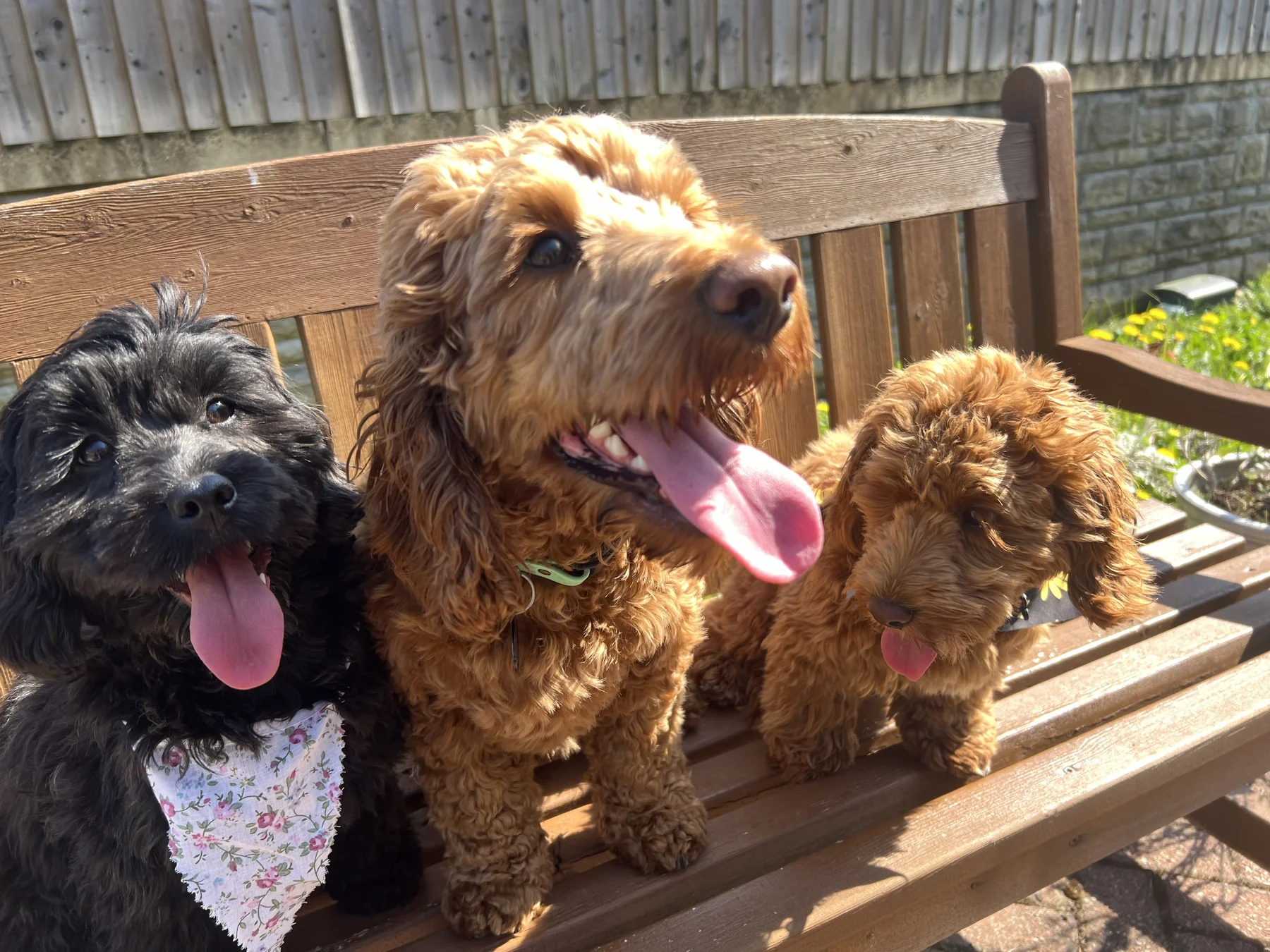 three dogs on a park bench