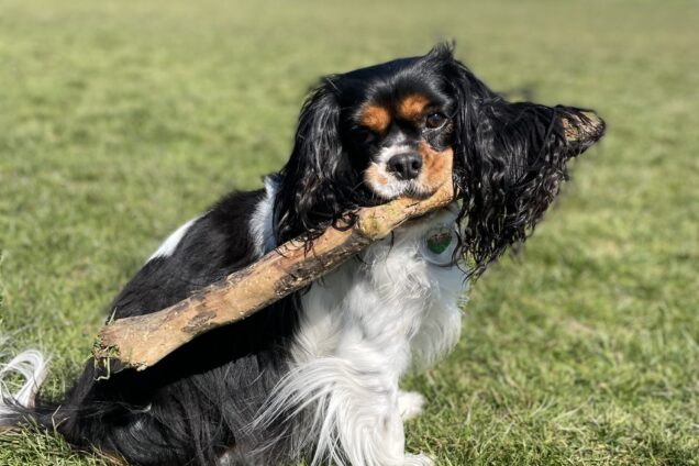 Hafod Housing Association a cute dog with a stick