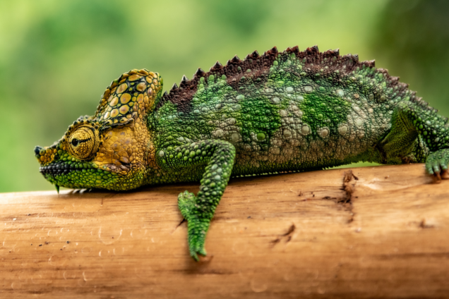 A chameleon reptile lying on a tree branch.