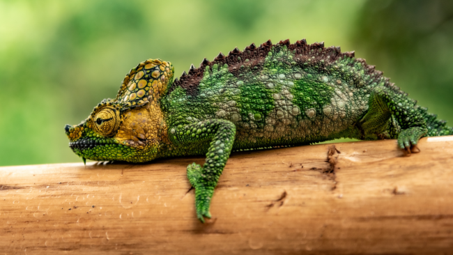 A chameleon reptile lying on a tree branch.