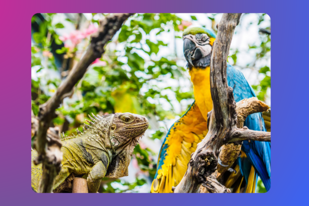 a lizard and a parrot in a tree