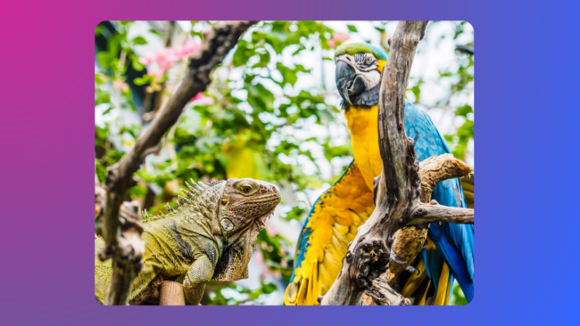 a lizard and a parrot in a tree
